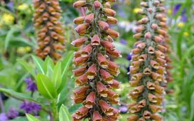 My favourite drought-tolerant plants for UK Gardens