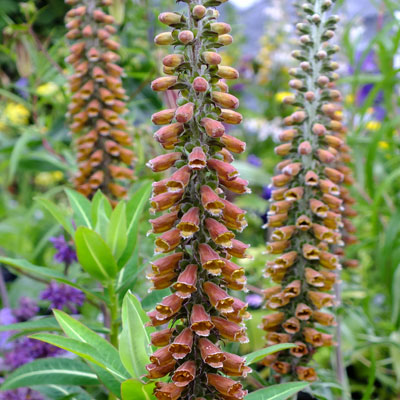 drought tolerant plants - perennial foxglove
