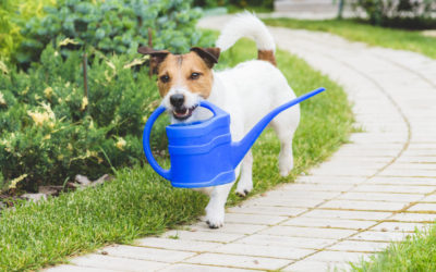 Garden Design tips for creating a Dog-Friendly Garden