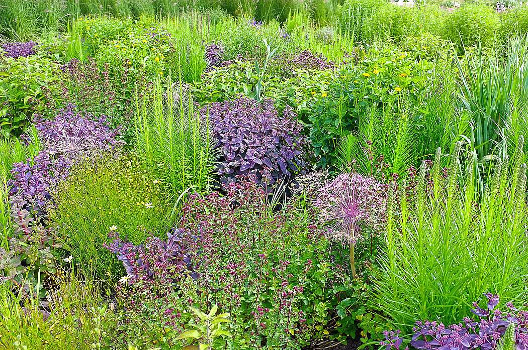 garden design trends pictorial meadow